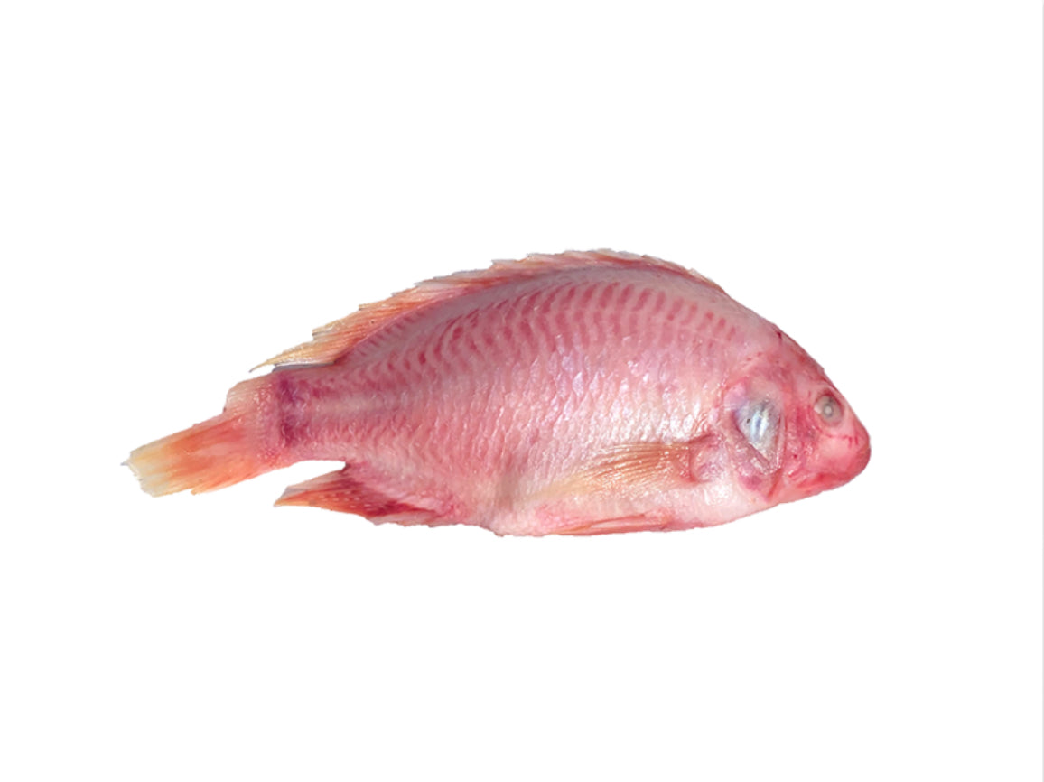 Roter Tilapia