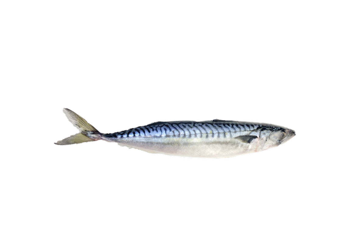 Gefrorene Makrele