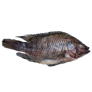 PERFIT TILAPIA G&S BLACK 600-800
