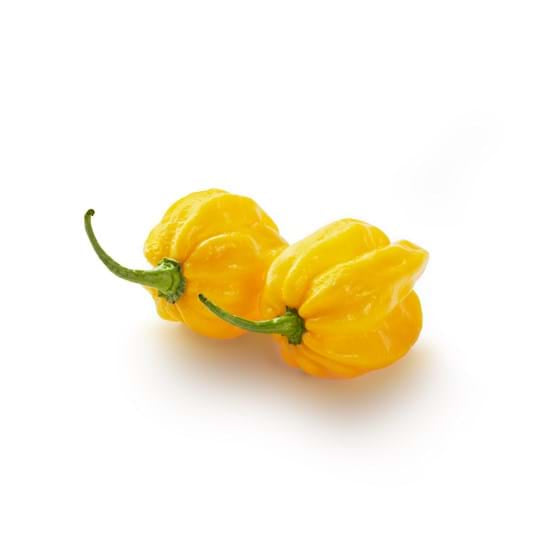 Afrikanische Chili